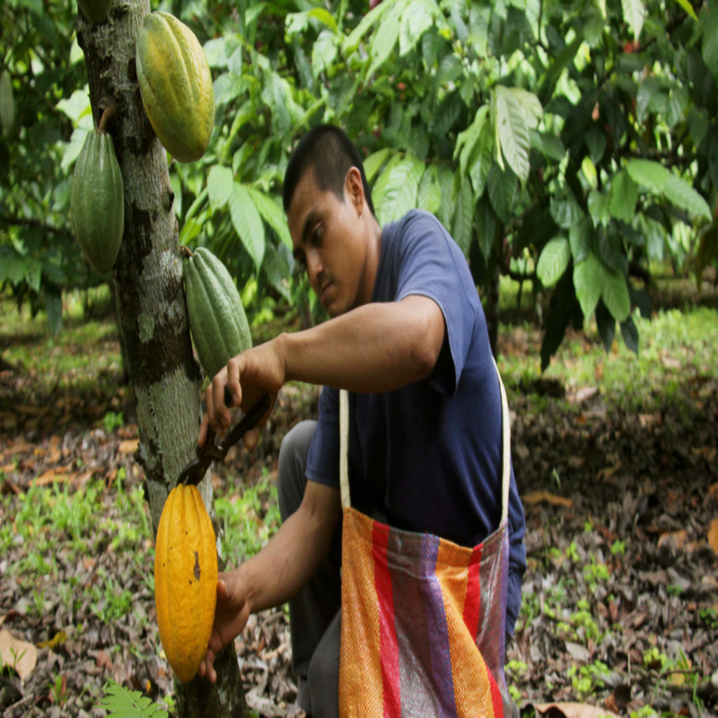 Cacao harvesting - Maximiliano Caal
