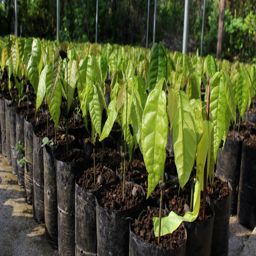 Cacao seedlings at Ya'axche's Nursery - Maximiliano Caal