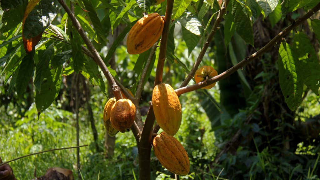 Young cacao tree- Maximiliano Caal