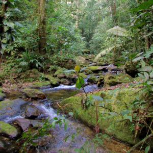 tile-creek-bladen-nature-reserve