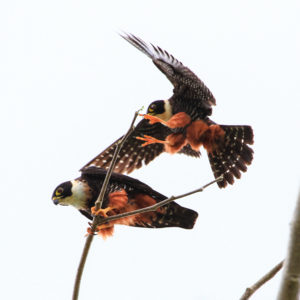tile-dt-bat-falcons